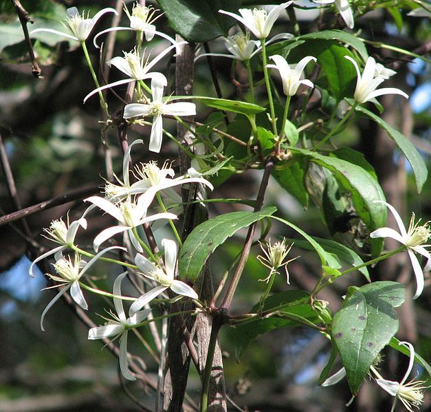 File:Clematis aristata.jpg