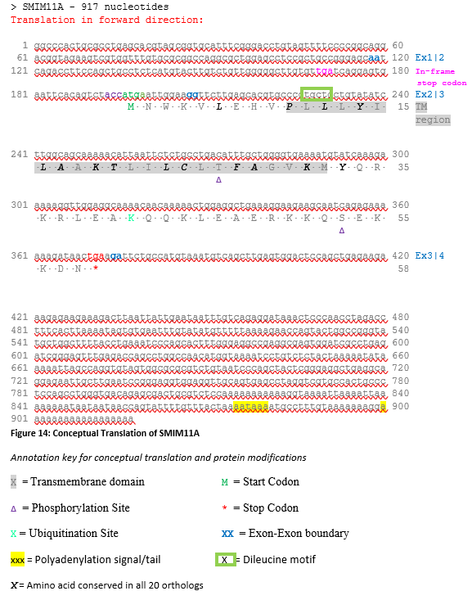 File:Conceptual Translation SMIM11A.png