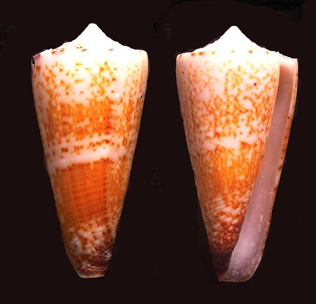 File:Conus thalassiarchus 001.jpg