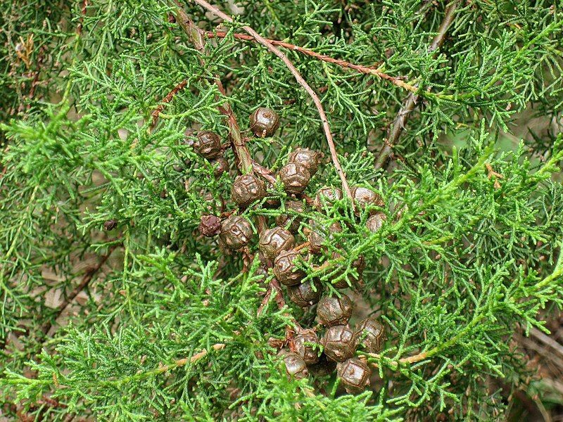 File:Cupressus lusitanica.jpg