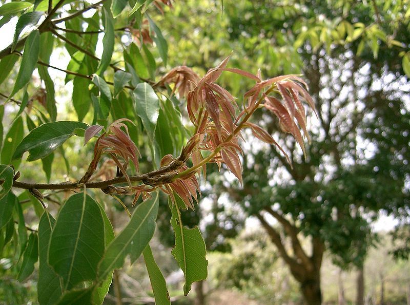 File:Cyclobalanopsis myrsinifolia5.jpg