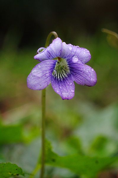 File:Dogviolet6.jpg