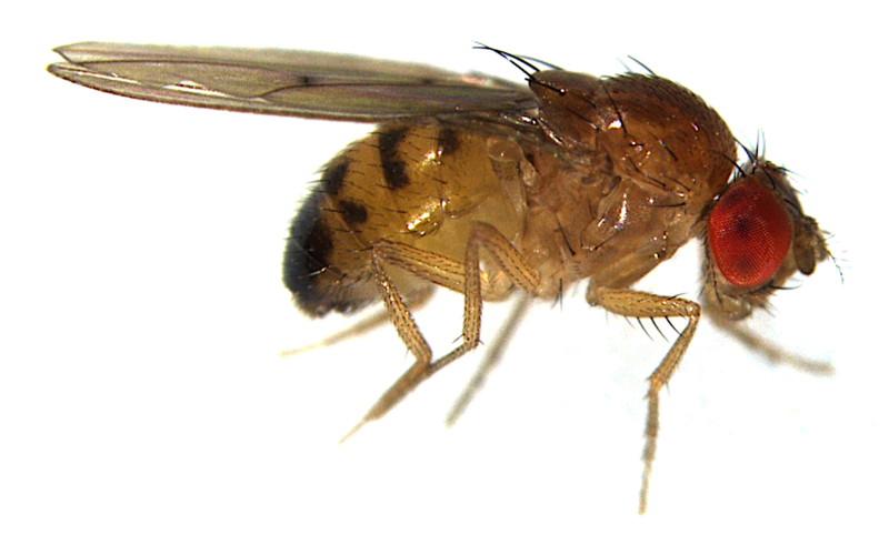 File:Dphalerata male.tif