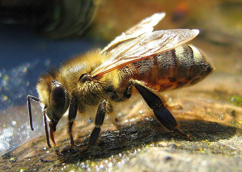 File:Drinking Bee.jpg