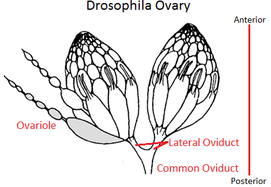 diagram of the ovary of the fruit fly Drosophila melanogaster