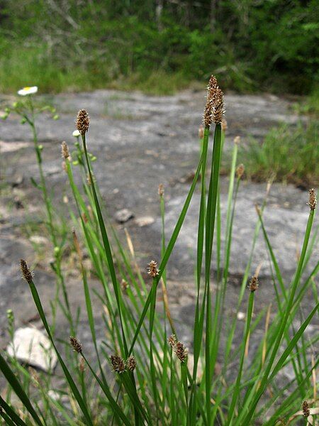 File:Eleocharis bifida.jpg