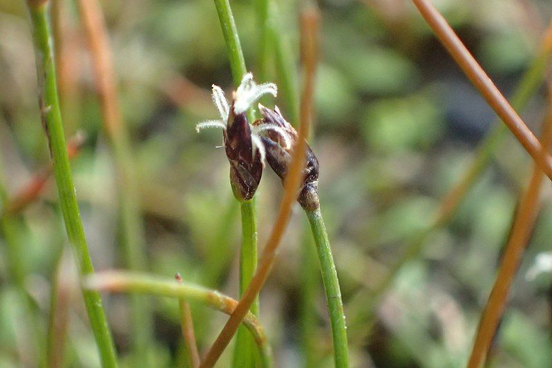 File:Eleocharis gracilis kz01.jpg