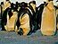 A group of Emperor Penguins.