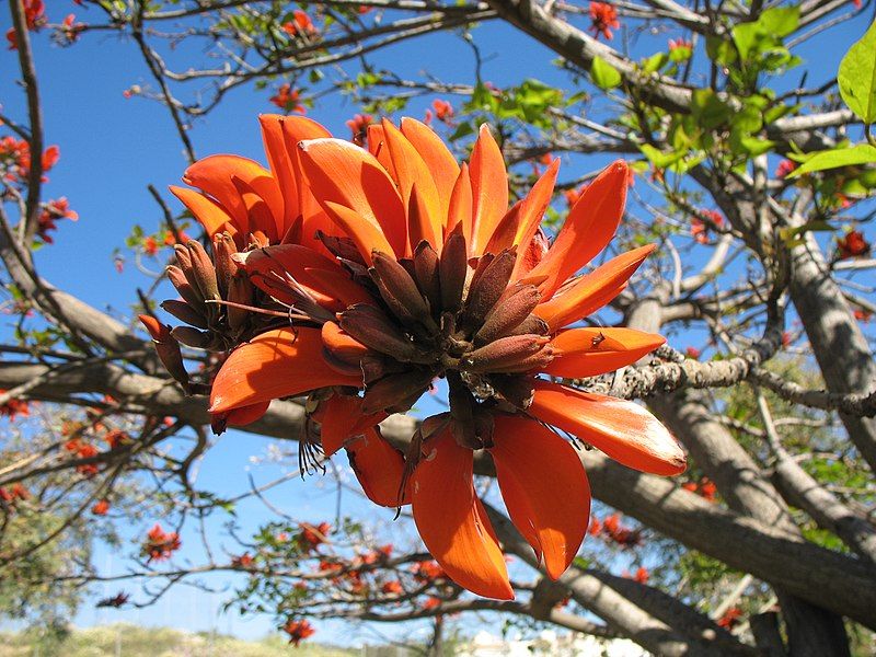 File:Erythrina Caffra flower.JPG