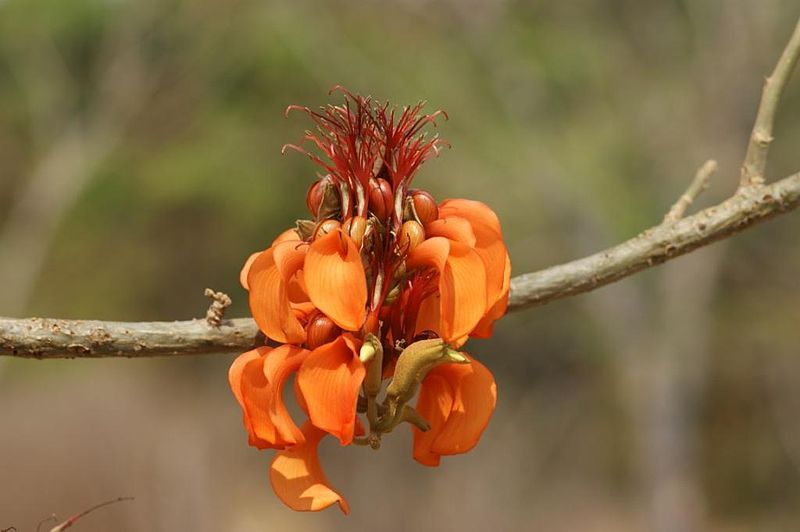 File:Erythrina velutina flower.jpg