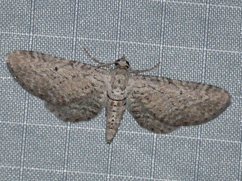 File:Eupithecia zygadeniata.jpg