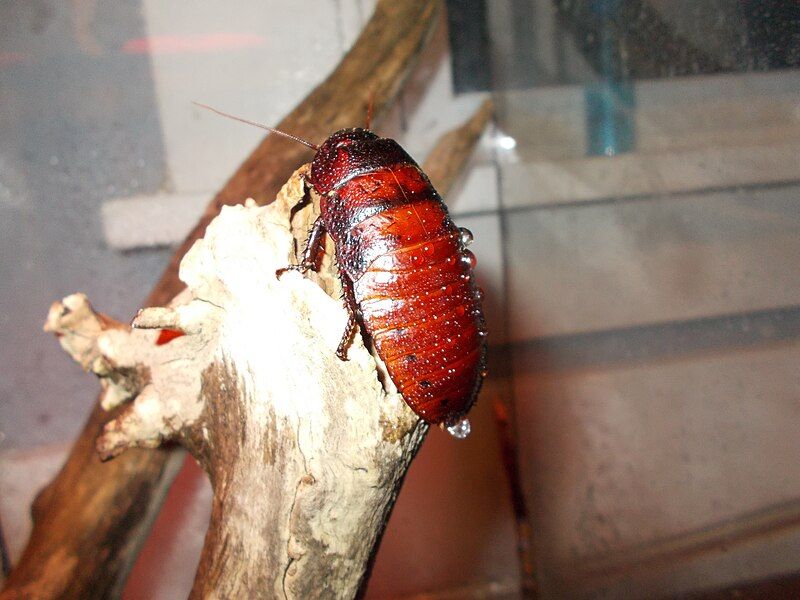 File:FemaleMadagascarHissingRoach.jpeg