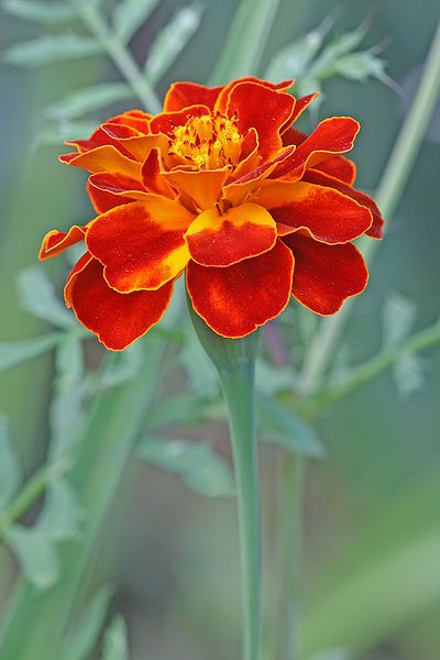 File:French Marigold.jpg