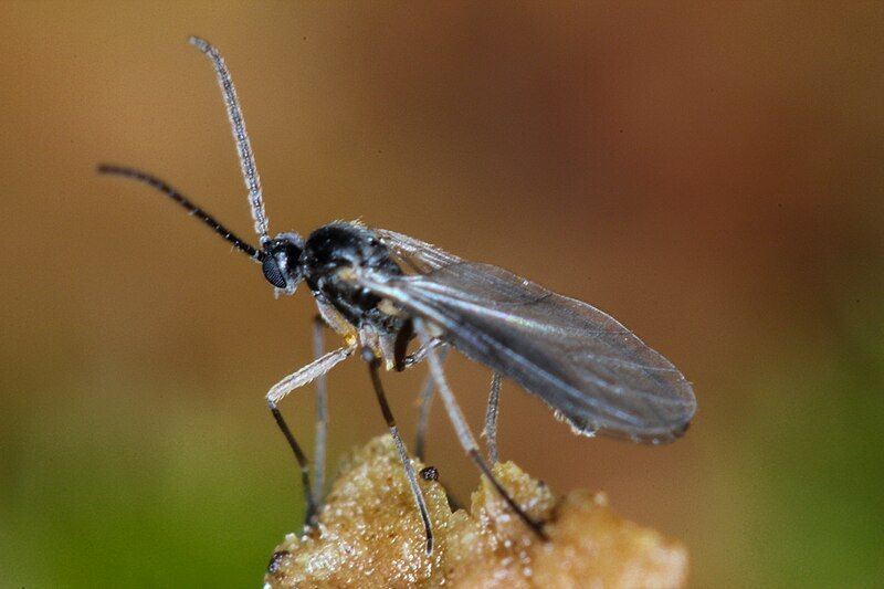 File:Fungus gnat (6917082337).jpg