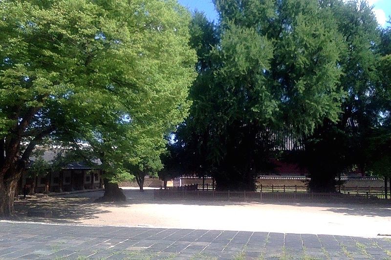 File:Ginkgos in Seonggyungwan.jpg