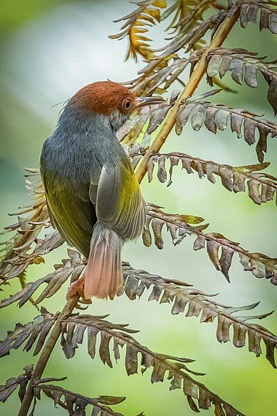 File:Gray-backed Tailorbird.jpg