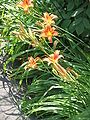 Hemerocallis fulva