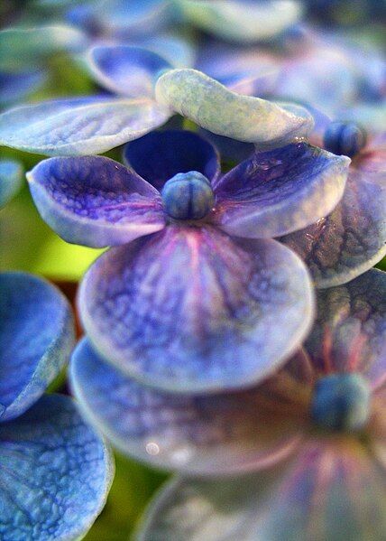 File:Hydrangea-round-petal-flower.jpg