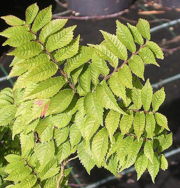 File:Jacqueline Hillier foliage.jpg