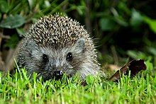 A picture of a hedgehog