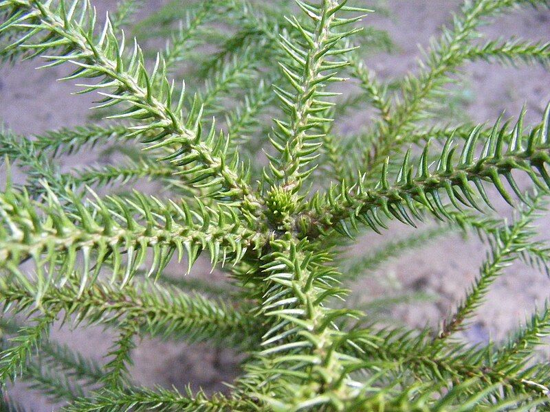 File:Juvenile Araucaria Sapling.jpg