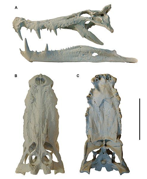 File:Kaprosuchus skull.jpg