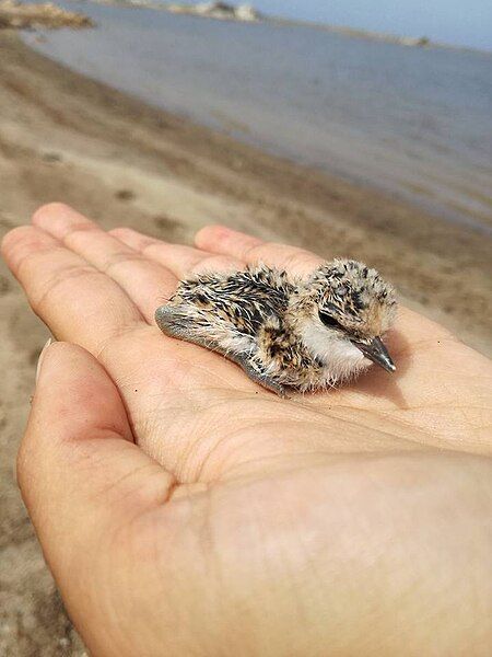 File:Kentish Plover Chick.jpg