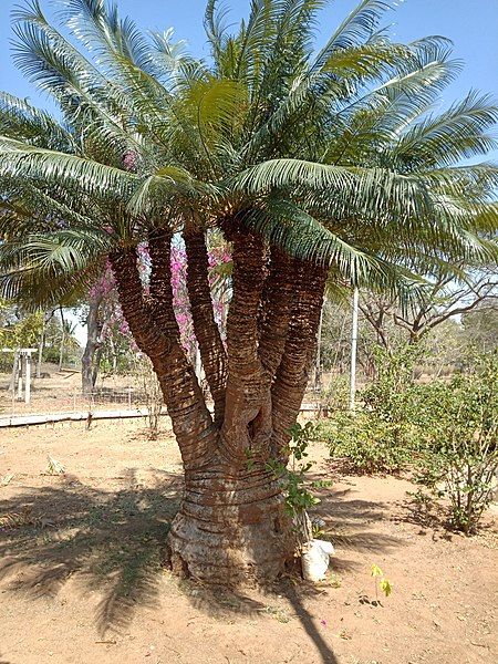 File:Kolar cycas.jpg