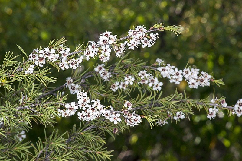 File:Kunzea ericoides 1834868.jpg