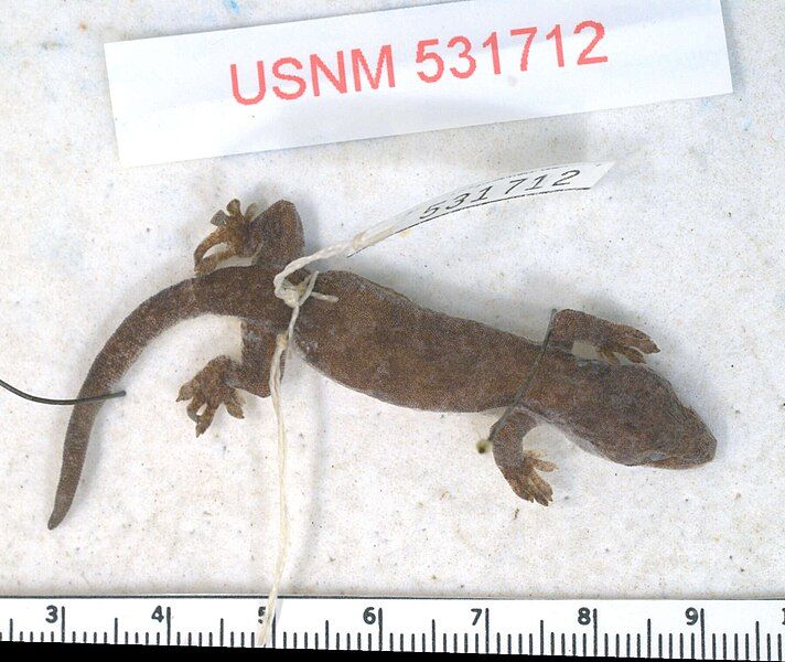 File:Lepidodactylus tepukapili top.jpg