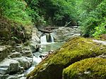 A stream in a lush green forest