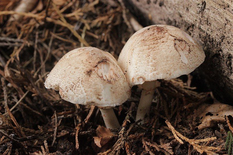 File:Leucoagaricus badhamii 1.jpg