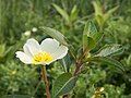 Water primrose