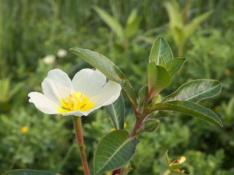 File:Ludwigia adscendens (16319315054).jpg