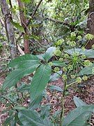 Foliage, flower buds