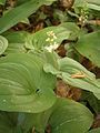 Maianthemum bifolium