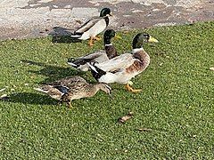 Mallards under a fountain