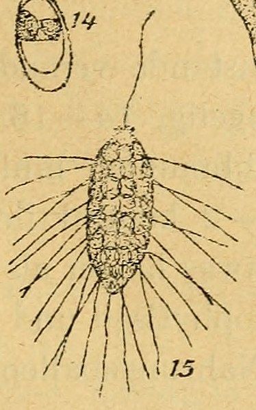 File:Mallomonas elegans.jpg