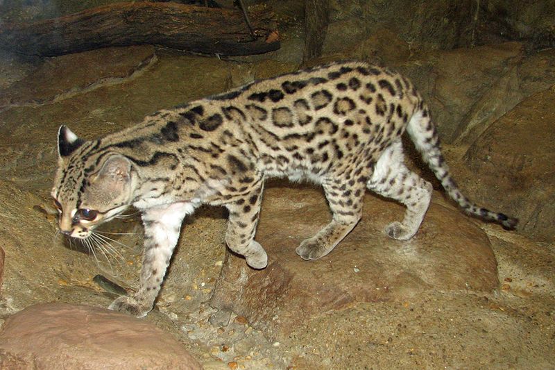 File:Margay01b.jpg