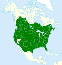 Map showing distribution of striped skunk in North America