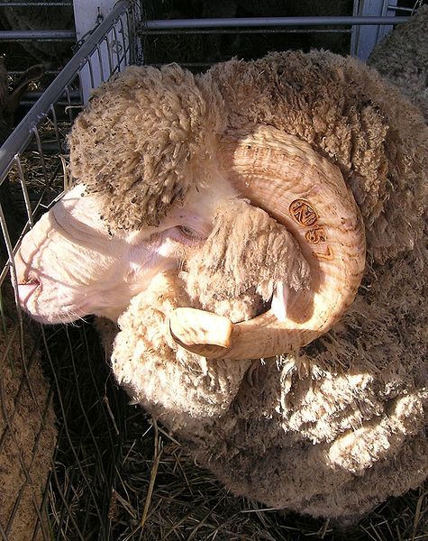 File:Merino ram.JPG