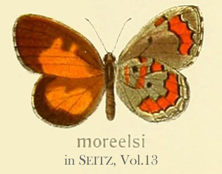 File:Moreelsi inSeitzVol13.jpg