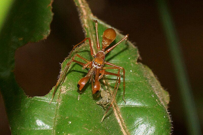 File:Myrmarachne plataleoides 01.jpg