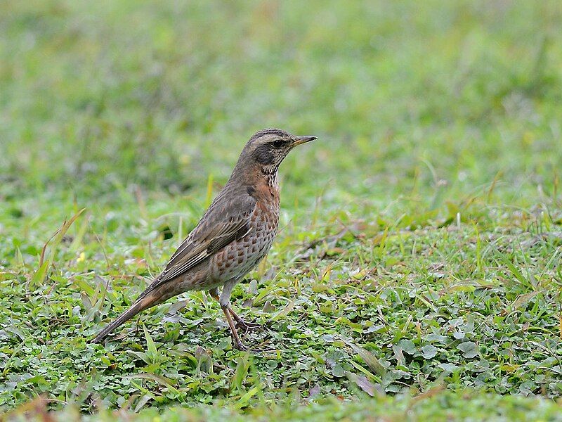 File:Naumans Thrush 6805.jpg