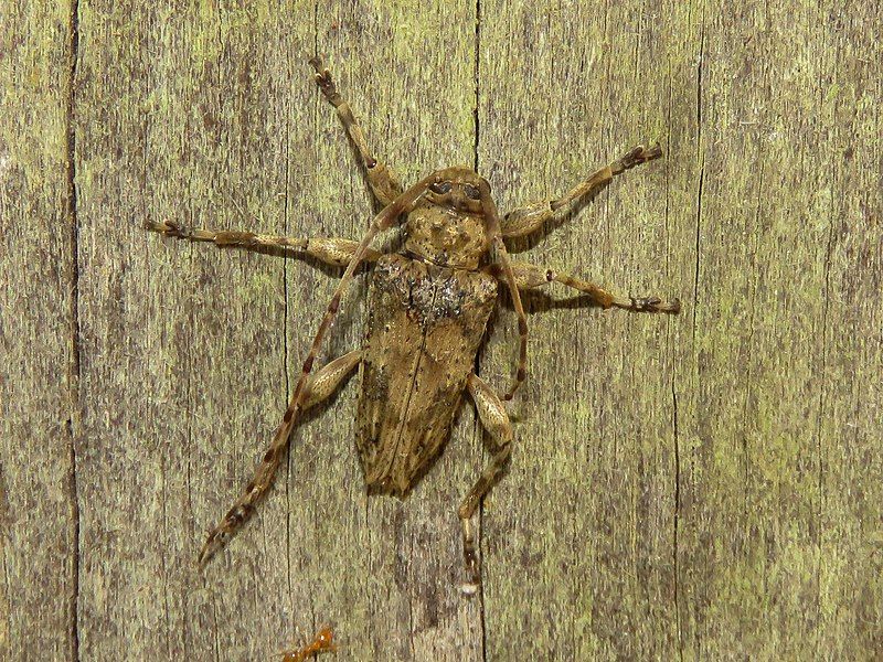 File:Nealcidion bicristatum cropped.jpg