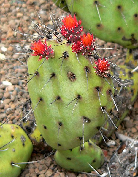 File:Opuntia riviereana 2.jpg