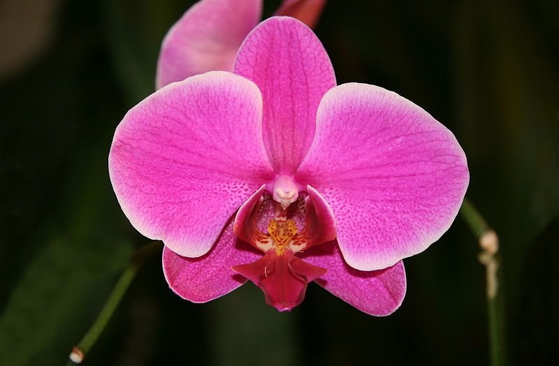 File:Orchid Phalaenopsis hybrid.jpg