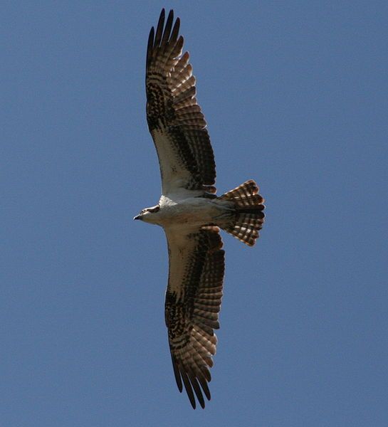 File:Osprey side.jpg