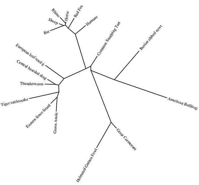 File:PS2 Phylogenetic Tree.jpg