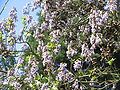 Paulownia tomentosa